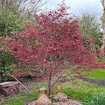 Shepton Mallet Open Gardens