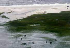 137 homes for sale in corolla, nc. Wild Horses Of The Outer Banks Unharmed After Hurricane Florence Abc News