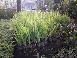 Harga ditentukan oleh banyak dan jenis tanaman sebelum pengerjaan liat lokasi, penawaran harga, buat rincian harga, untuk info lebih lanjut hub : Taman Salatiga Jual Jenis Jenis Tanaman Perdu Harga Facebook
