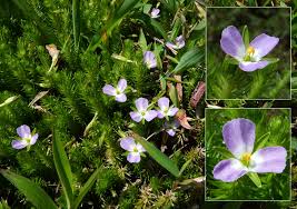 Image result for Mayaca baumii