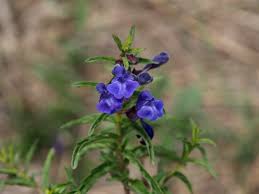Image result for Scutellaria violascens