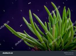 Image result for Senecio barbertonicus