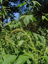 Image result for Dewildemania