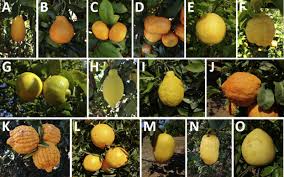 Microclimate can go a long way to improving flavor in either direction. Pummelos An Overview Sciencedirect Topics