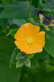 Image result for Abutilon sp.no.1