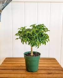 Buy Schefflera Arboricola Compacta Dwarf Umbrella Tree Free Shipping Over 100 Umbrella Tree Schefflera Plants