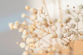 Download Premium Image Of Dried Gypsophila Flowers Macro Shot 2329532 In 2021 Flowers Photography Wallpaper Gypsophila Flower Dried Gypsophila