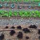 Gardening - Winter Garden Prep (January 31st, 2026... event in Talking Rock, GA