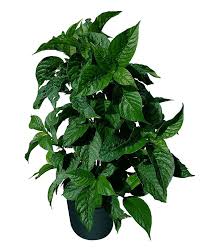 Image result for Odontonema callistachyum