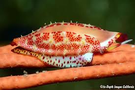 Image result for Scleria arcuata