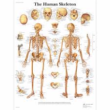 human skeleton chart