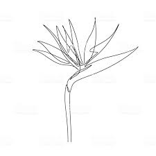 Realistic Bird Of Paradise Flower Tattoo Pin On One Line Drawings