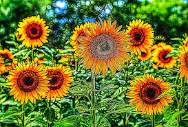 All of my works are handmade. Sunflowers Stained Glass Photograph By David Pyatt