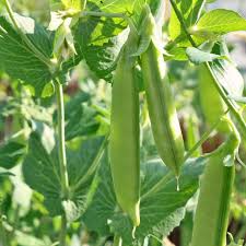 Purchasing fresh peas in the pod, sugar snap peas or snow peas from a local farmer who can explain their growing practices is your best bet if pesticides are pea sprouts are very delicate and it's best to use them as soon as possible. Cascadia Heirloom Sugar Snap Pea Seeds Terroir Seeds