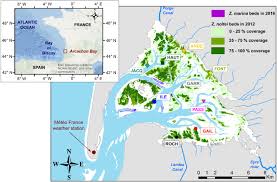 Elles servent juste à établir des tendances à l'échelle d'un continent, certainement pas à prévoir le temps sur une. Environmental Factors Controlling Biomass Development Of Seagrass Meadows Of Zostera Noltei After A Drastic Decline Arcachon Bay France Sciencedirect