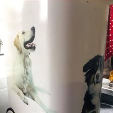 We own both parents who. White German Shepherd Puppies For Sale In Uk