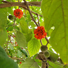 Image result for Broussonetia