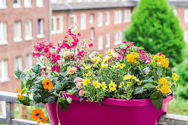 Ab wann balkonpflanzen ins freie dürfen und wie sie balkonkästen richtig bepflanzen, ob sie spezialerde brauchen und welche gewächse geeignet sind: Blumenkasten Richtig Bepflanzen Einfach Hausgemacht