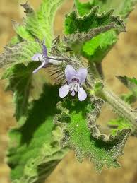 Image result for Mesosphaerum