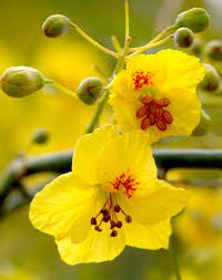 Palo verde tree bloom season. Carolina Cruising Past 70 Which Season Do You Like To Travel To More Desert Spring Or Northeast Fall Beautiful Gardens Outdoor Trees Unique Plants