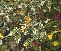 Image result for Kerria japonica