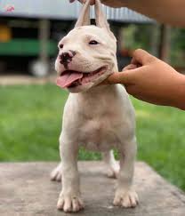 Satilik Dogo Argentino Fiyatlari Ve Ilanlari Kopek Dunyasi
