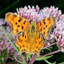 Image result for Polygonia c-album