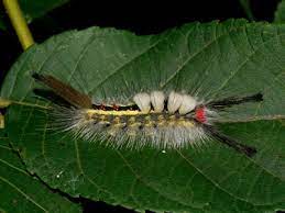 Features two black spiky horns; Move Over Medusa Pretty Poisonous In The Caterpillar Clan New York State Ipm Program