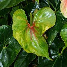 Anthurium Andraeanum Anthurium Flamingo Lily Flamingo Flower Oilcloth Flower Tail Flower Hawaiian Plants And Tropical Flowers