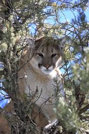 Pin On I Love Big Cats