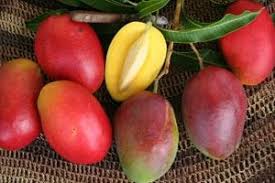 Most of our plants are certified for shipping to california, however, certain plants are not certified. Home Louie S Nursery