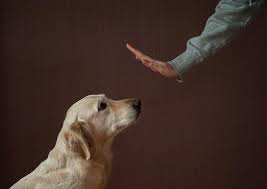 otuchaem sobaku kusatsya osnovy vospitaniya neobhodimye komandy