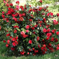 Shrubs Hedges Ornamental Trees Partial Shade Plants Plants Shade Plants