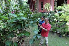 Antara spesies keladi yang cantik dan menjadi pilihan peminat seni taman ialah caladium bicolor. Tabulampot Wujud Dusun Keliling Rumah