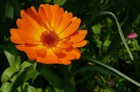 Check spelling or type a new query. Cele Mai Profitabile Culturi Agricole 3 Idei De Afaceri