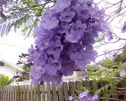 Image result for Jacaranda mimosifolia