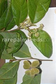 Image result for Dichapetalum