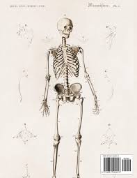 Rand swenson, d.c., m.d., ph.d. Sketchbook Human Skeleton Anatomy Large Blank Pages Of White Paper Good For Drawing Sketching Doodling Sketchbooks Vintagelike 9781651504413 Amazon Com Books