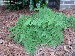 Image result for Selaginella soyauxii