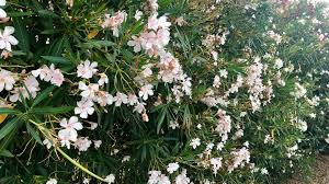 Bekannt als im herbst kann man. Oleander Pflanzen Pflegen Schoner Wohnen