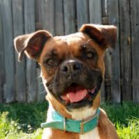 Love of the boxer breed is what keeps our volunteers going! Austin Boxer Rescue