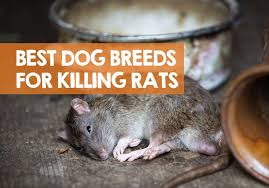 Av thinks a critical system file is doing something untoward and kills it. Best Dog Breeds To Kill Rats 6 Awesome Rat Catchers