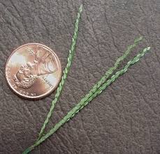 Image result for Digitaria longiflora