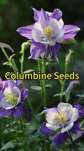 Image result for Aquilegia pompom mix