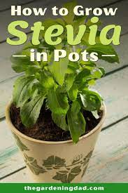 10 Simple Tips How To Grow Stevia The Gardening Dad Growing Stevia Gardening Trends Gardening For Beginners