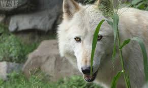 Occasional wolf sightings have been made in the netherlands since 2015. Are There Wolves In The Northeast Wolf Conservation Center