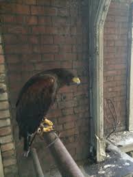 Our Young Male Harris Hawk On Bird Control Duty In Smithfield 8 Pigeons To His Name On This Site Harris Hawk Bird Control Bird