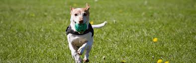 Our goal is have pets that are excited to stay with us. Pet Supplies Supplies Owenhouse Ace Hardware