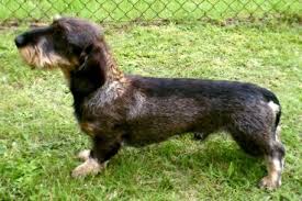 Image result for jezevčík drsnosrstý