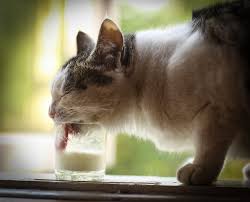 Maybe it has an allergy to goat milk proteins or maybe the diarrhea came from an external source such as coccidia or. The Truth About Cats And Milk Dr Marty Becker